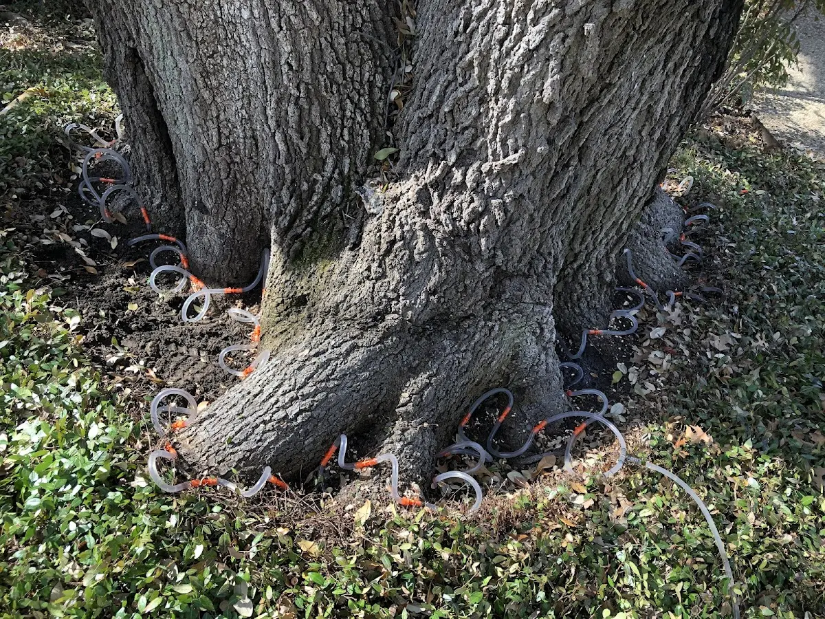 Detailed Tree Cabling and Bracing job site in Summit