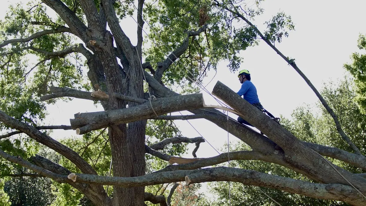Professional Crown Thinning performed by certified arborists in Summit