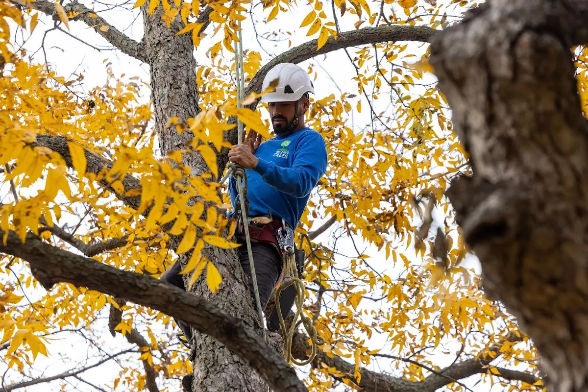 Skilled Tree Transplanting crew working in Summit
